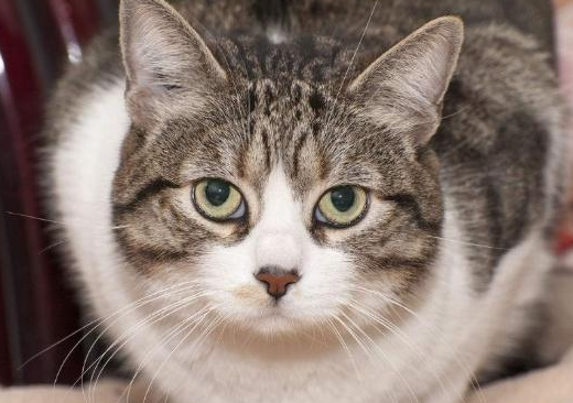 猫咪犯错后一般有三种表现，你家的猫咪是哪一种呢？快来看看