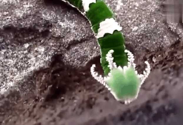 男子野外散步时发现一条小青虫，看到它的头部，立刻放弃捕捉