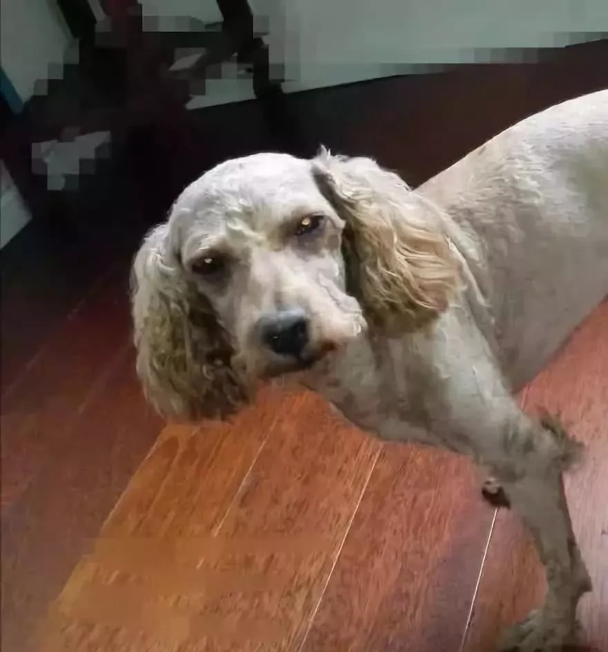 网上举办了一届“最丑狗狗大赛”，千万别看，看就是辣眼睛！