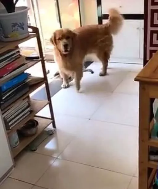 猫咪在外面晒太阳，被大金毛强制叼了回来，猫：我不要面子的啊！