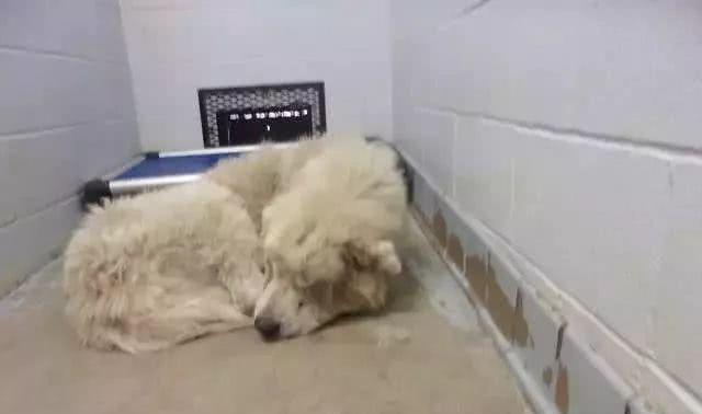 即将被安乐死的大白熊犬，遇到了一位开着飞机来拯救它的英雄！