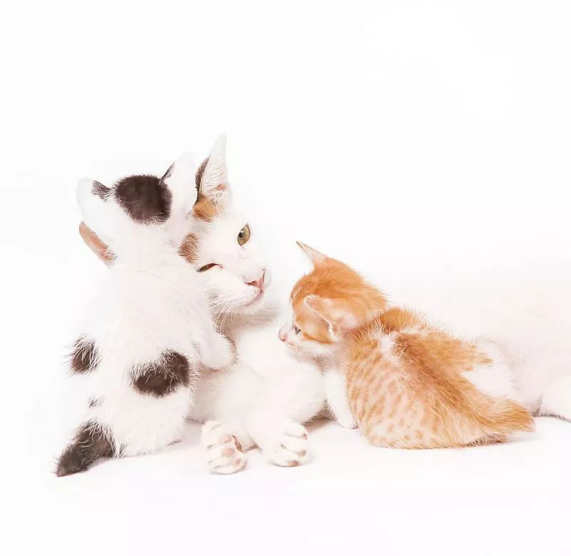 新生小猫咪不能摸不能看，沾上陌生气味就会被猫妈妈吃掉？