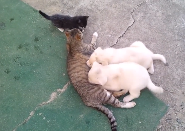 狗宝宝把猫咪当妈，趴肚子旁喝奶，猫崽愣了：搞错了，这是我妈！