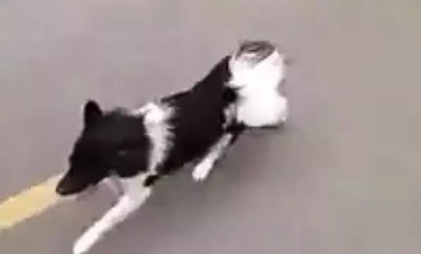 一条狗狗路上狂奔，好奇路人跟上一看瞬间被感动！