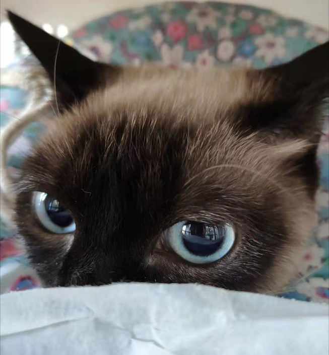 曾经皇家贵族猫，现被嫌挖煤的——“猫中之犬”暹罗猫：宝宝心里苦啊