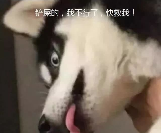 哈士奇：我有100种方式拆家，就有1000种方式让你微笑！