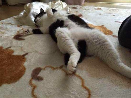 喵星人做错事躺地上装死，主人一句话，猫咪一下睁开眼睛