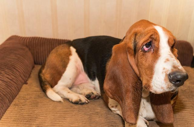 狗萌萌哒很大原因在于有趣的耳朵，但你知道它有多少块肌肉吗？