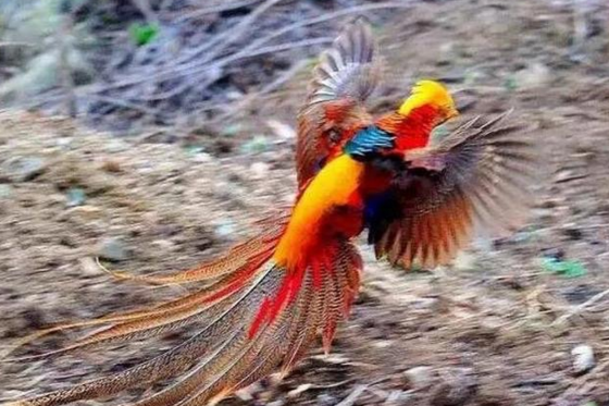 村民山上捡到一只野鸡，想带回家饲养，得知来历后脸色大变