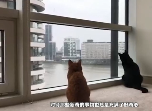 猫咪发现窗外有人在擦玻璃，当时搞笑的事情就发生了，太可爱了！