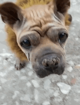 路边的狗狗身上坠下好几个黑色大肉球，网友赶紧去看，却默默流泪