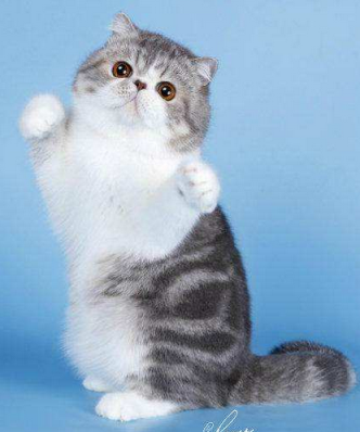 本名不火，外号火的加菲猫，其实人家叫“异国短毛猫”的啦