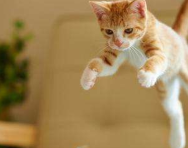 辟谣：猫咪减肥少吃点？寿命也会减短哦~? 猫咪最怕的不是吃的多，而是不让吃——猫咪减肥注意事项