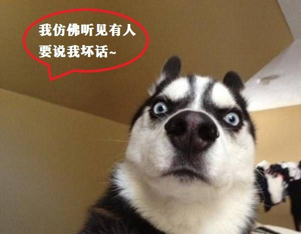 主人假装晕倒测试狗狗反应，二哈操作清奇，网友：这狗还活着吗？