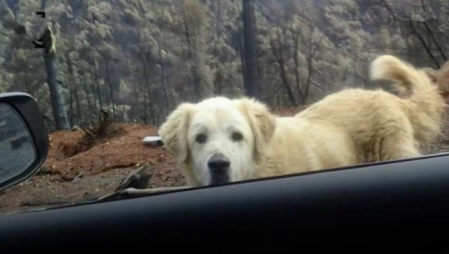 狗狗火灾中艰难逃生，在废墟中等待主人月余，终于在家门口相逢！