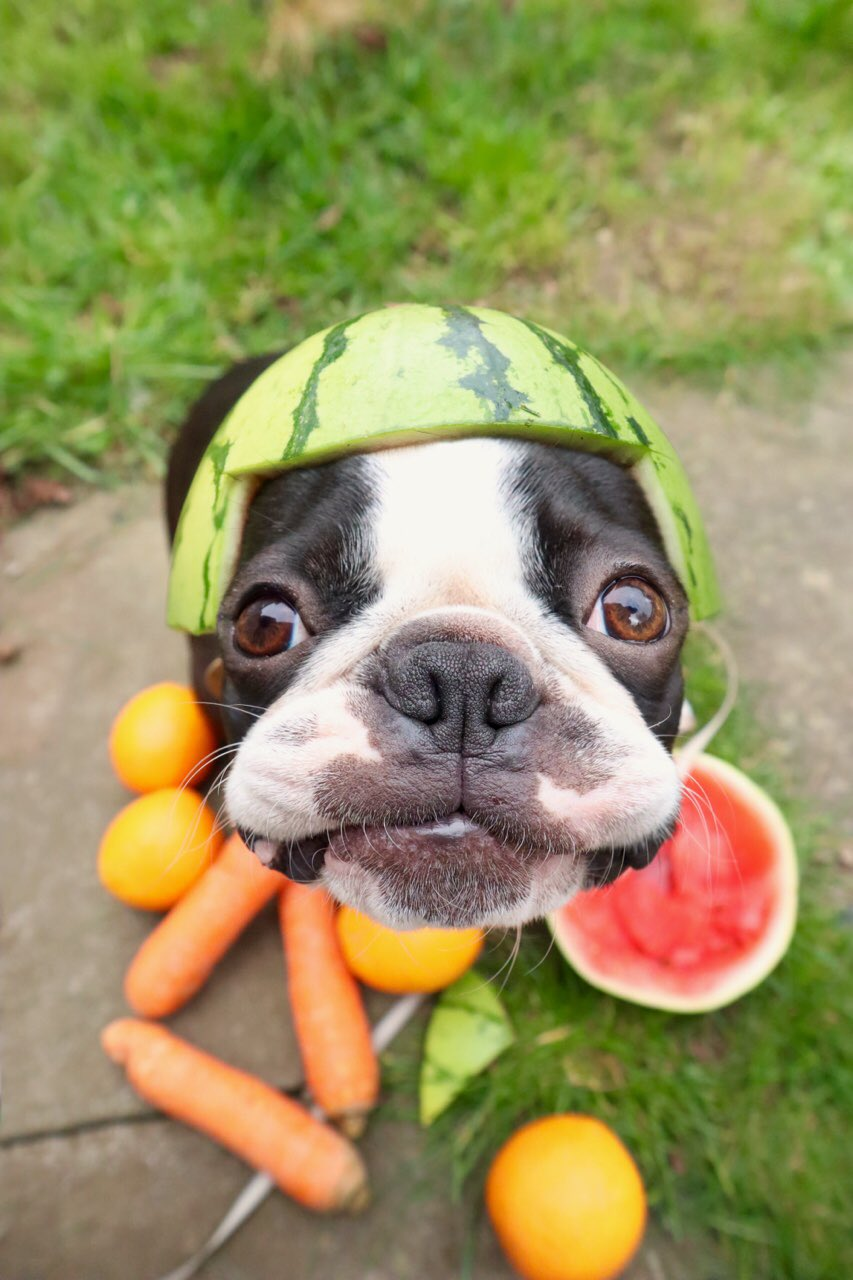 呆萌可爱的斗牛犬，应该怎么养？