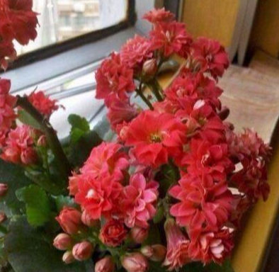 它就是“养花万能水”，比淘米水、啤酒水强10倍，植物吸收超级快