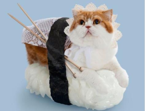 夏日来袭，你家猫咪“夏日厌食了吗？”