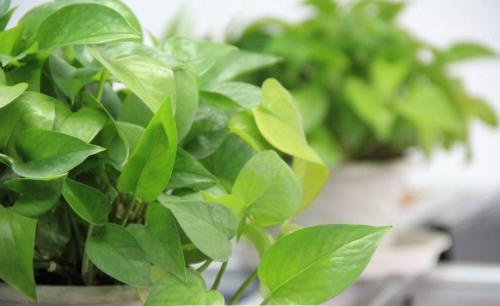 当“室内杀手”变成纸老虎，只需要三步！