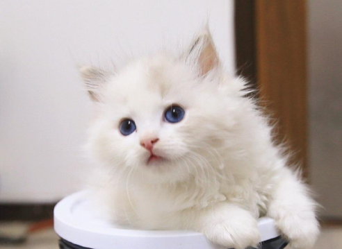 为什么有人会怕猫？