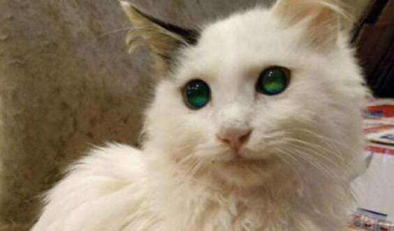 捡到严重摔伤的猫咪，应如何帮助它？喵星人身手灵活也需小心照看