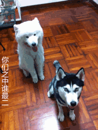 萨摩耶好养吗？易于与人相处吗？