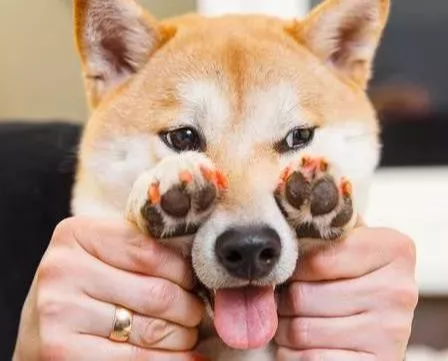 犬界中体味最轻的5种狗，很适合家养，你家的上榜了吗？