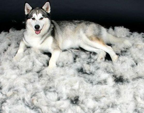 为什么洗一只狗狗要那么贵，宠物店员工：你亲自洗一只阿拉就知道