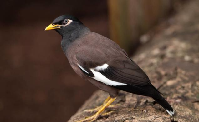 饲养八哥几大要点，两分钟教你轻松避开雷区
