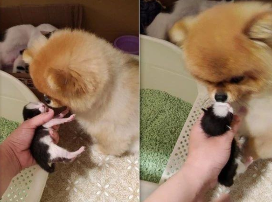 狗子与孕猫天天掐架，产后却甘心当全职保姆，主人：狗才是小猫亲爹!