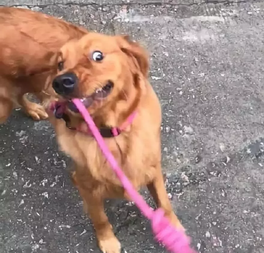 网上举办了一届“最丑狗狗大赛”，千万别看，看就是辣眼睛！