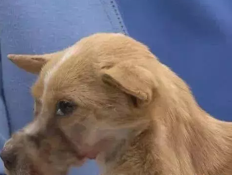 流浪狗被恶意绑住嘴巴，当解开后，有种说不出的伤心和心疼！