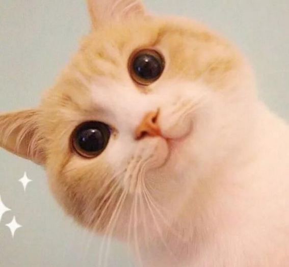 辟谣：猫咪打三联疫苗是医院为了挣钱的骗局！医院其实不差这点钱