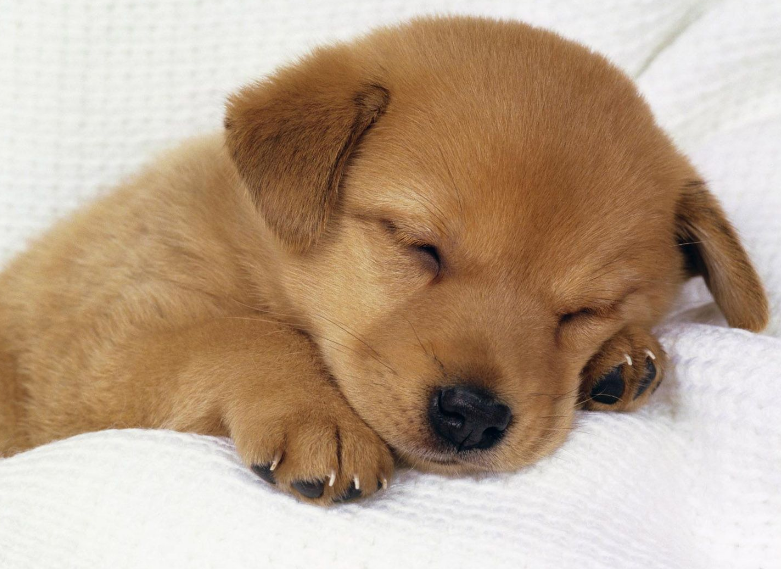 狗狗犯错误了，铲屎官千万别乱打乱骂，训犬师说出了这5个原因