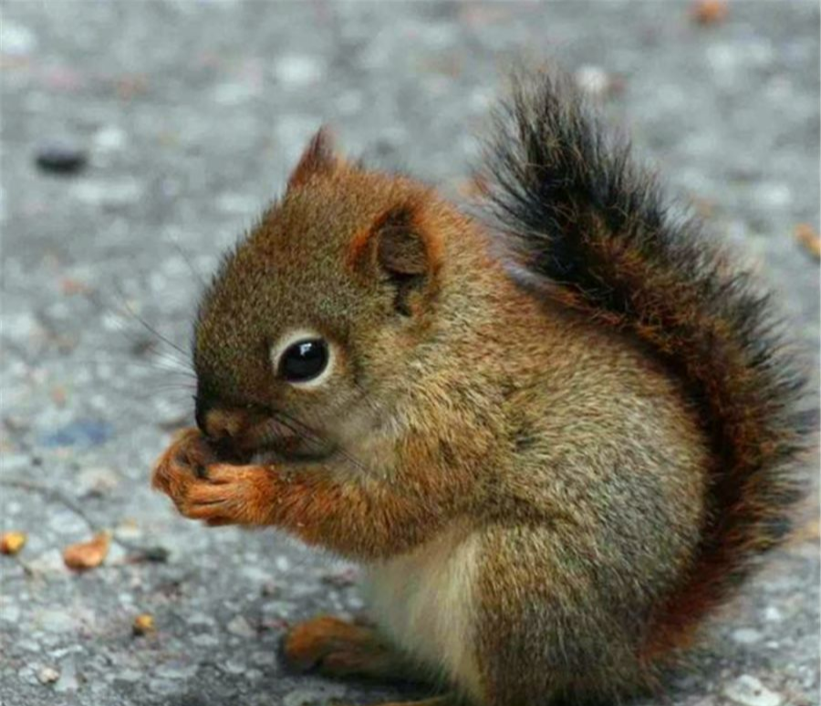 什么样的动物平时看起来温顺可爱、人畜无害，但其实非常厉害？