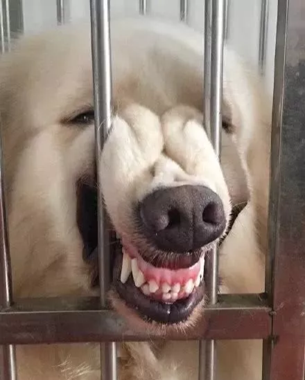 网上举办了一届“最丑狗狗大赛”，千万别看，看就是辣眼睛！