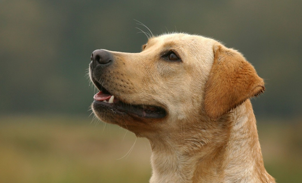 韩国一痴心狗子看上美女狗，苦守两个月，终于抱得美狗归