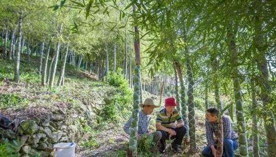 小伙在山上闲逛时，发现竹子上盘着1条蛇，凑近看清后无法淡定了