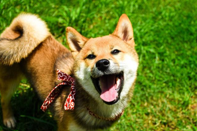 所有的柴犬都会笑吗