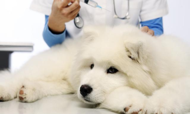 狗狗常见的7种癌症！症状近似日常疾病，通常发现就是晚期