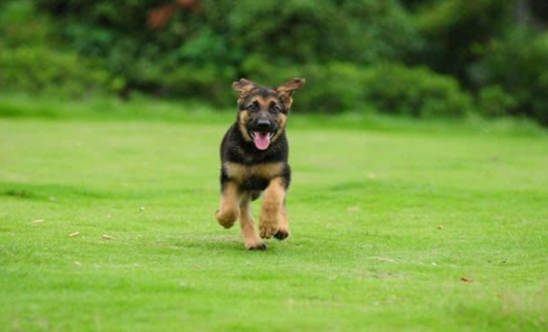 一个人住这种地方害怕咋办？果断养两条德牧，感觉放心多了