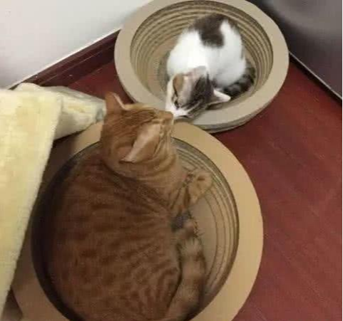 橘猫在家打架后被赶走，找到它时瘫坐在墙边，表情却让人气昏头