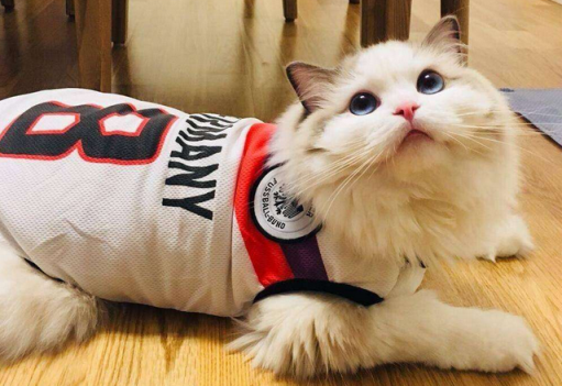 猫中的“小仙女”——布偶猫，我不只是贵，还拥有如狗般热情！