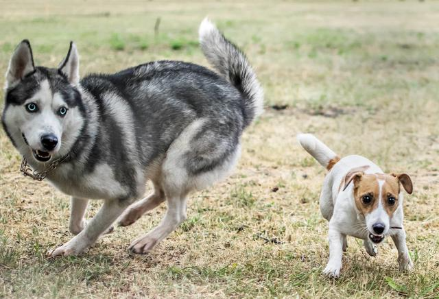 会叫的狗不咬人？只是老一辈总结的规律，并没有科学依据