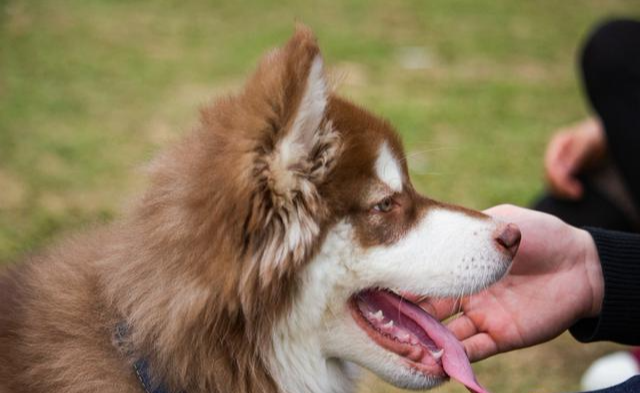 阿拉斯加的喂养需要掌握这一原则——“八分饱”