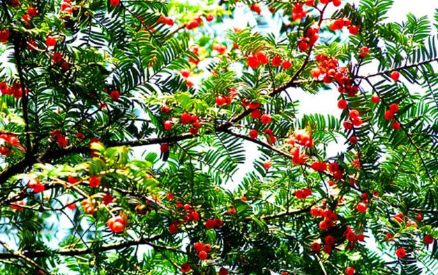 农村这种红色小野果，吃起来香甜可口，满满都是童年回忆，吃过没