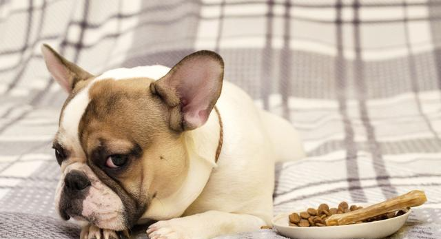 狗狗常见的7种癌症！症状近似日常疾病，通常发现就是晚期