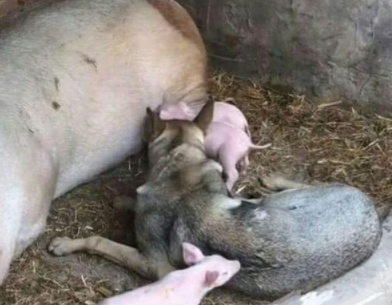 狗子赖在猪圈不愿意走，看清它的行为后，主人都气笑啦