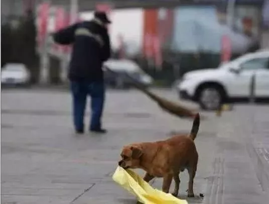 清洁工爷爷捡了一只流浪狗，每天分狗一口饭，于是狗狗知恩图报
