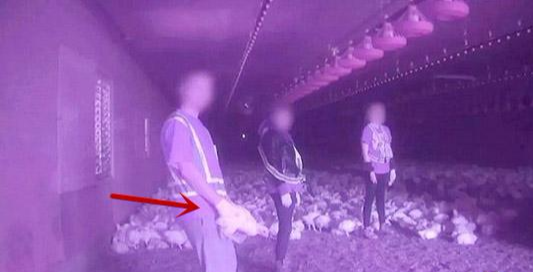加拿大一农场活禽遭虐待，美动保人士听了想打人……